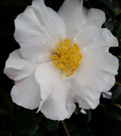 Camellia Setsugekka